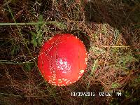 Amanita muscaria image