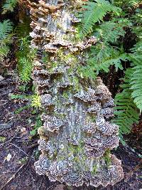 Trametes versicolor image