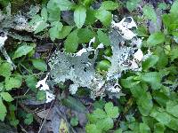 Lobaria pulmonaria image