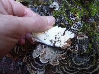 Trametes versicolor image
