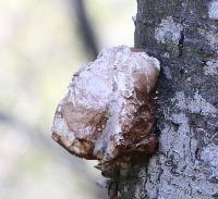 Fomitopsis betulina image