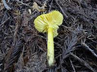 Hygrocybe chlorophana image