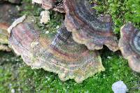 Trametes versicolor image