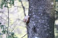 Fomitopsis betulina image