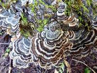 Trametes versicolor image