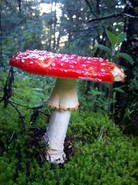 Amanita muscaria image