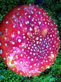 Amanita muscaria image