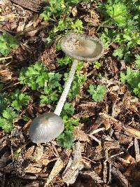 Coprinopsis lagopus image