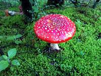 Amanita muscaria image