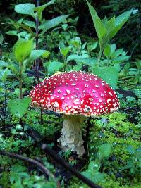 Amanita muscaria image