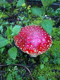 Amanita muscaria image