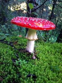 Amanita muscaria image