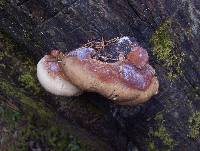 Fomitopsis pinicola image