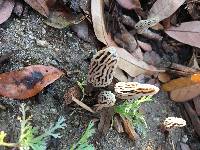 Morchella rufobrunnea image