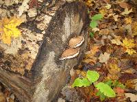 Ganoderma applanatum image