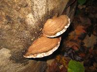 Ganoderma applanatum image