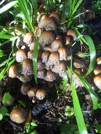 Coprinellus micaceus image