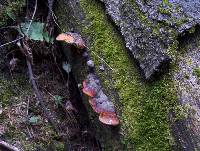 Fomitopsis pinicola image