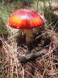 Amanita muscaria image