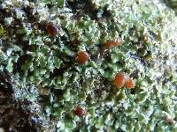 Cladonia caespiticia image