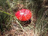 Amanita muscaria image