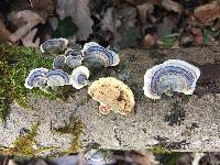 Trametes versicolor image
