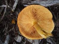 Gymnopilus thiersii image