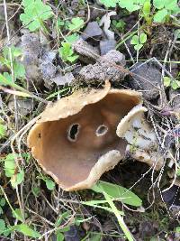 Helvella acetabulum image