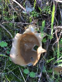 Helvella acetabulum image