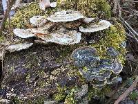 Trametes versicolor image