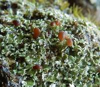 Cladonia caespiticia image