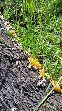 Tremella aurantia image