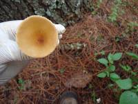 Clitocybe gibba image