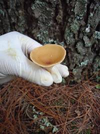 Clitocybe gibba image