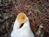 Clitocybe gibba image