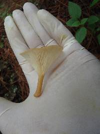 Clitocybe gibba image