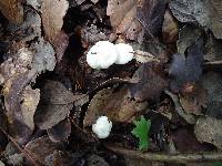 Hygrophorus chrysodon image