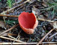 Sarcoscypha coccinea image