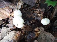 Hygrophorus chrysodon image