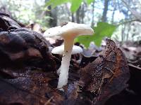 Hygrophorus chrysodon image