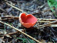 Sarcoscypha coccinea image