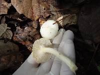 Hygrophorus chrysodon image