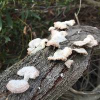 Schizophyllum commune image