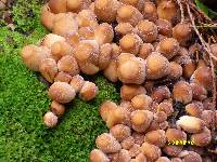 Coprinellus micaceus image