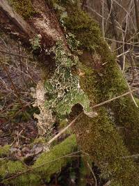 Lobaria pulmonaria image