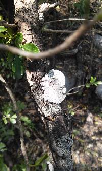 Schizophyllum commune image