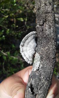 Schizophyllum commune image