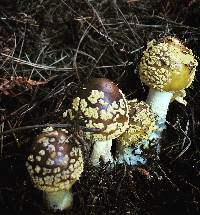 Amanita augusta image