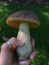 Leccinum scabrum image