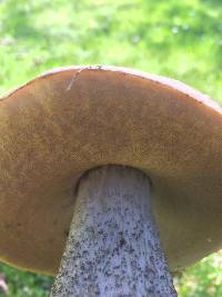 Leccinum scabrum image